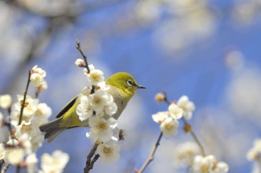 Çiçek açan ağacın dalındaki kuş.