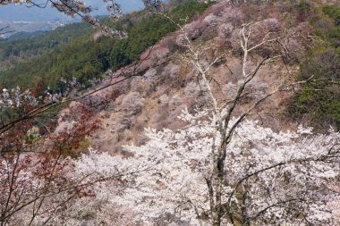 İlkbaharda kiraz ağaçlarının ve çiçeklerin güzel manzarası        