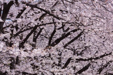 güzel çiçek açan ağaçlar bahar