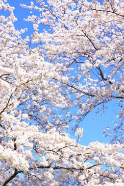 Japonya 'da kiraz çiçeği