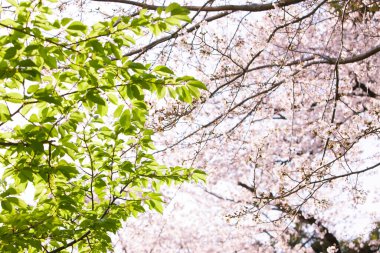 Bahçede güzel bahar çiçekleri