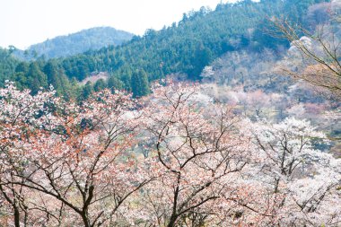 bir arka plan üzerinde güzel pembe çiçekler