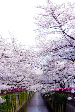 Kiraz ağaçlı güzel bir park manzarası.