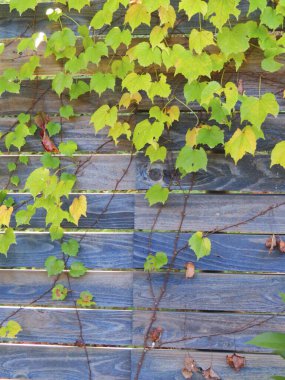 Tahta bir çitte sonbahar bitkileri