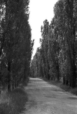 Ormanda bir yol, siyah beyaz bir fotoğraf..