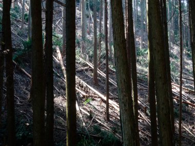 Ormanda güneşli bir günde bir çam ormanının dikey görüntüsü.