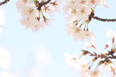 Bahçede çiçek açan güzel çiçekler     