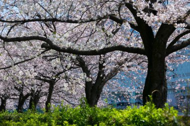 Güzel ilkbahar beyaz kiraz çiçekleri 