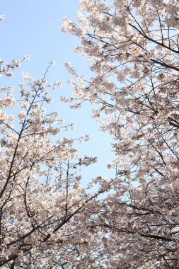 İlkbaharda doğa arka planında kiraz çiçeği açar.