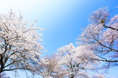 bir arka plan üzerinde güzel pembe çiçekler