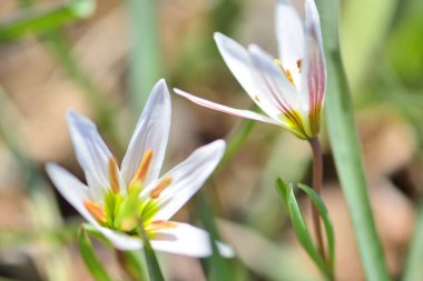 Açık havada yetişen muhteşem çiçeklere yakın.