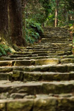 Dev selvi ormanı içinde ünlü Daimonzaka iz, Nachi Falls önde gelen, Japonya