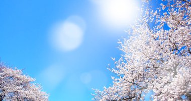 İlkbaharda kiraz çiçeği