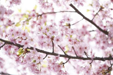 Parkta kiraz çiçeği sakura çiçeği.