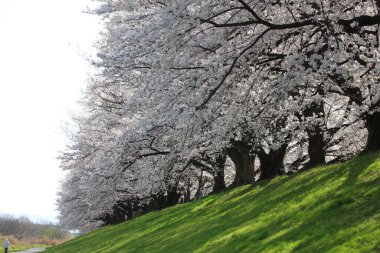 Çiçek açmış güzel kiraz çiçekleri. Japonya