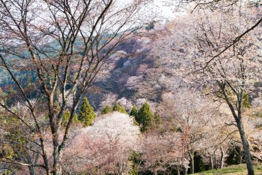 Japonya 'daki yeşil dağlarda çiçek açan sakura ağaçlarının manzaralı görüntüsü.
