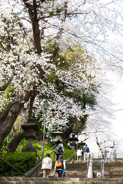 Tokyo Japonya Nisan 2019 Tokyo Japonya Kiraz Çiçekleri Kiraz Çiçekleri — Stok fotoğraf