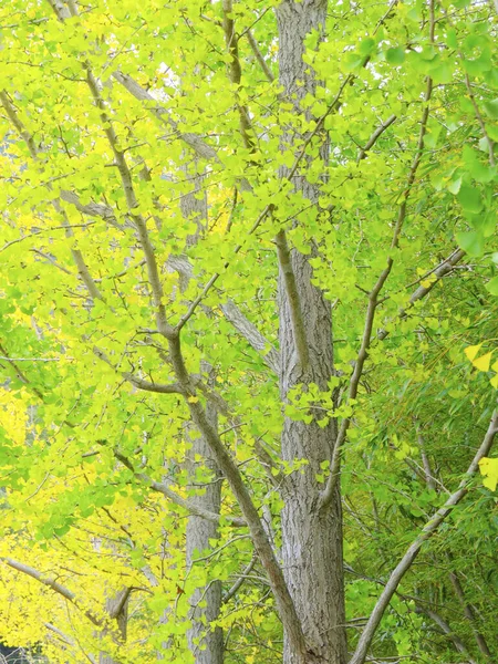 Bela Paisagem Outono Com Árvores — Fotografia de Stock