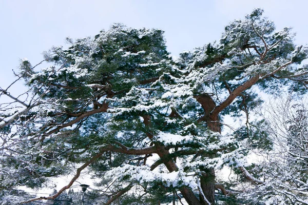 Śnieg Gałęzie Pokryte Lesie — Zdjęcie stockowe