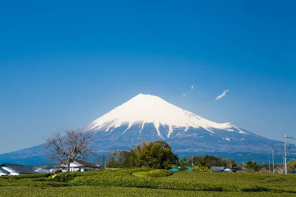 Mount Fuji Het Voorjaar Yamanashi Prefectuur Japan — Stockfoto