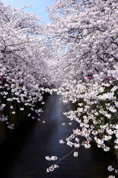 Piękne Wiosenne Kwiaty Parku Kwiat Wiśni — Zdjęcie stockowe