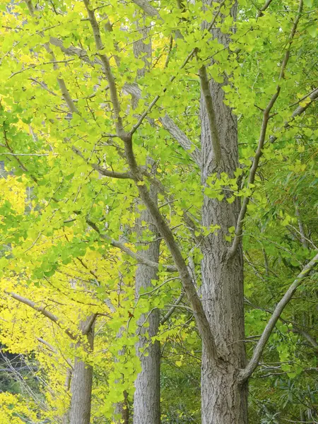 木々の美しい秋の風景 — ストック写真