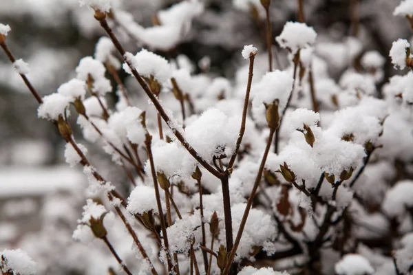 Vista Cerca Hermosas Ramas Árboles Cubiertos Nieve Invierno —  Fotos de Stock