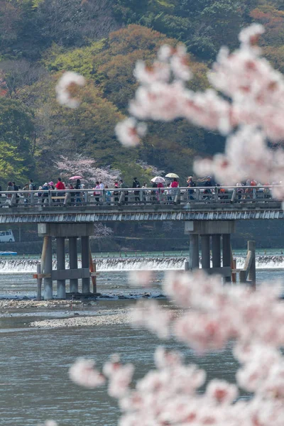 Cherry Blossom River Japan — Stock Photo, Image