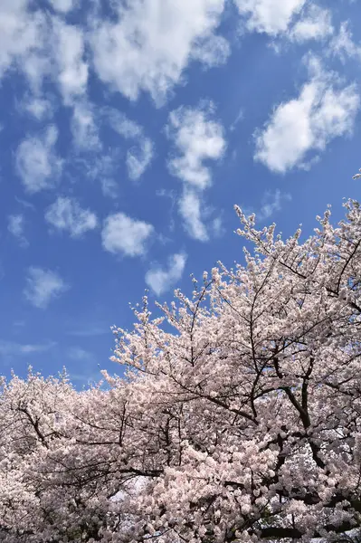 Biały Kwiat Wiśni Parku Japonia — Zdjęcie stockowe