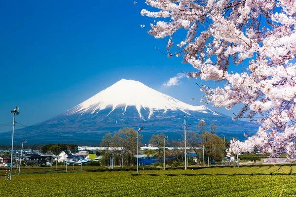 山梨県桜の木と春の富士山 — ストック写真