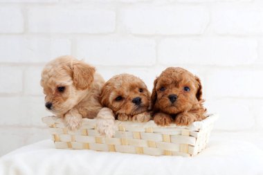 Beyaz arka planda küçük şirin köpek yavrularının yakın çekimi.