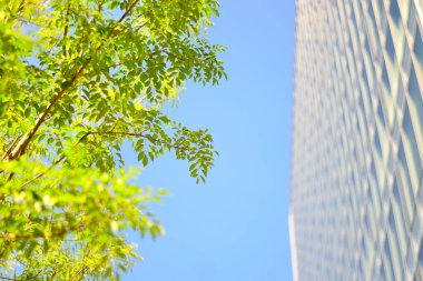 Şehirdeki yeşil yaprakların ve modern mimarinin düşük açılı görüntüsü 