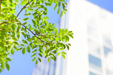 Şehirdeki yeşil yaprakların ve modern mimarinin düşük açılı görüntüsü 