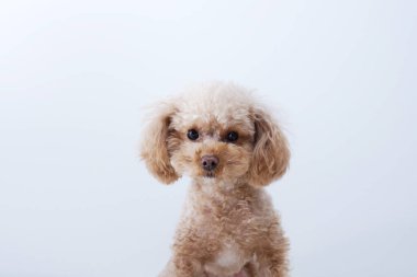 Şirin bir köpeğin portresi, küçük bir köpeğin yakın çekimi.