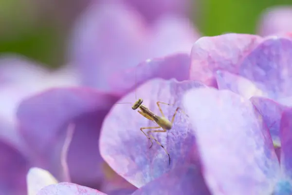 Beau Papillon Violet Assis Sur Fleur Dans Jardin — Photo