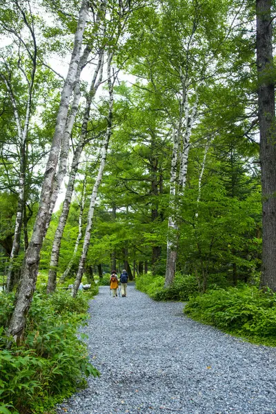 Beautiful View Forest Path — ストック写真