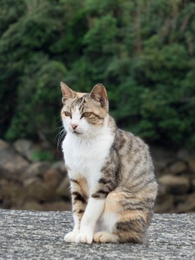 Güzel tekir kedi beton bir çitte oturuyor.