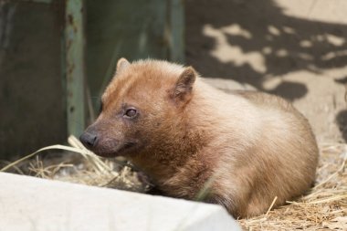 Kahverengi çayır köpeği kuru samanlıkta dinleniyor.