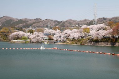 Gölü olan geleneksel bir Japon parkında çiçek açan güzel kiraz çiçekleri. 