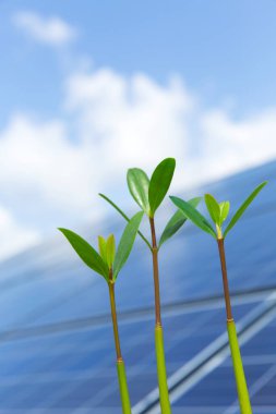 green leaves and solar panel on sky background, energy and sun