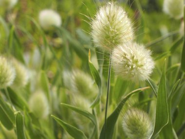 Yeşil çayırlarda ilkbahar çiçekleri, yakın plan