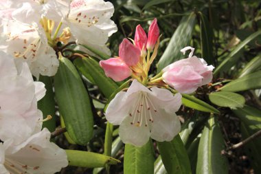 İlkbaharda botanik bahçesinde güzel pembe rhododendronlar