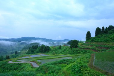 Dağın manzarası ve sabah sisli pirinç terasları