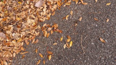 Sonbahar yaprakları, sonbahar bitkileri