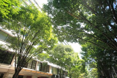 Gündüz vakti yeşil ağaçlı şehir caddesi manzarası