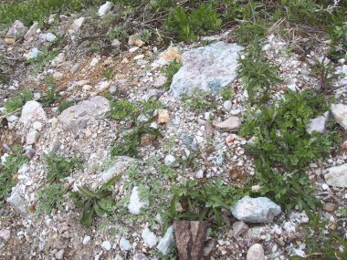 Dağılmış kayalar ve küçük bitkiler.