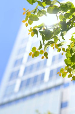 Şehirdeki taze yeşil yaprakların ve modern binaların yakın görüntüsü.                    