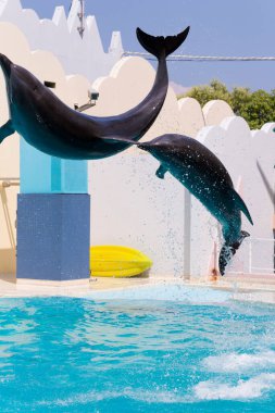 Akvaryum parkındaki havuzda yunuslar