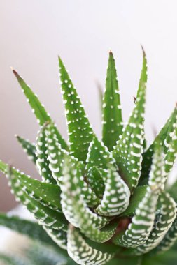 aloe vera fabrikası, kapatın.