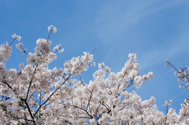 Ağaç dallarında güzel kiraz çiçekleri
